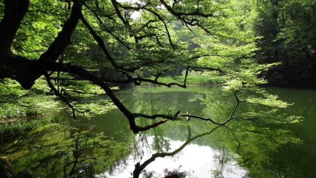 خرید ویلا در قراخین نوشهر