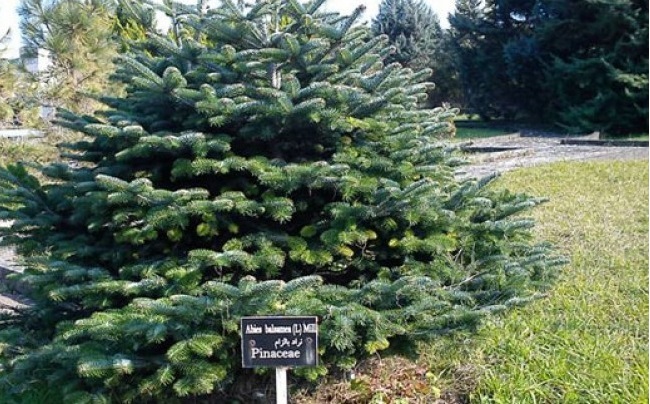 باغ گیاه شناسی نوشهر