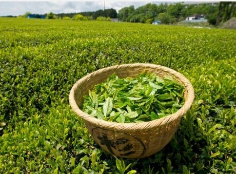 ویژگی زمین کشاورزی در شمال