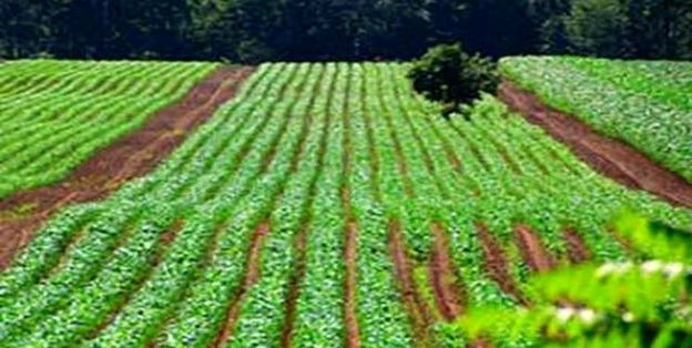 اجاره زمین کشاورزی