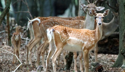 چهاردانگه و دودانگه