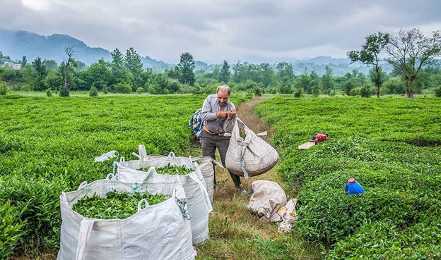 زمین های زراعی در شمال