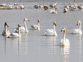 خرید ویلا در شمال سرخرود