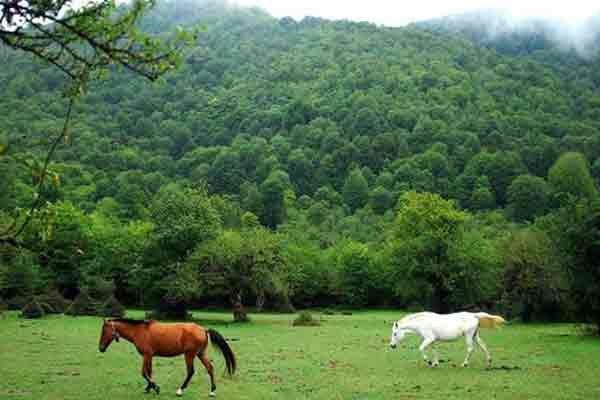 زمین قواره ای در شمال