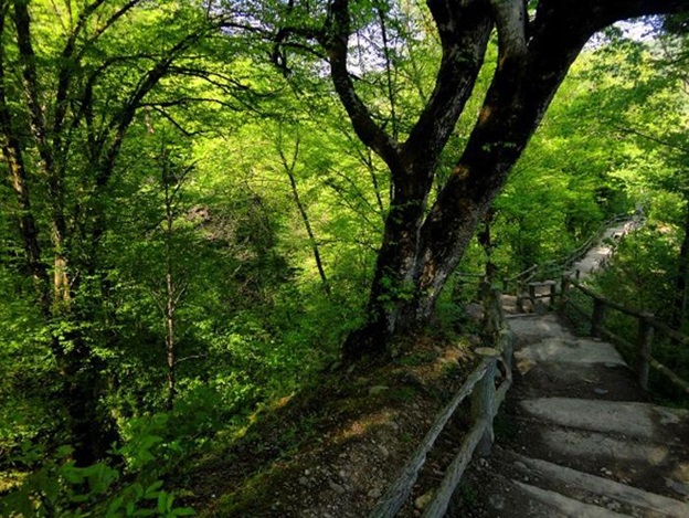 پارک جنگلی مازندران