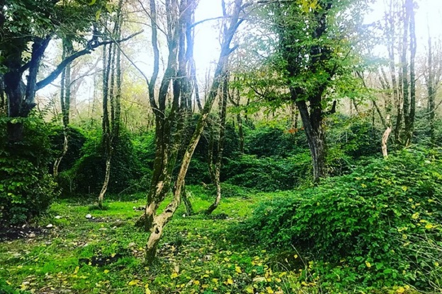 پارک جنگلی سیسنگان