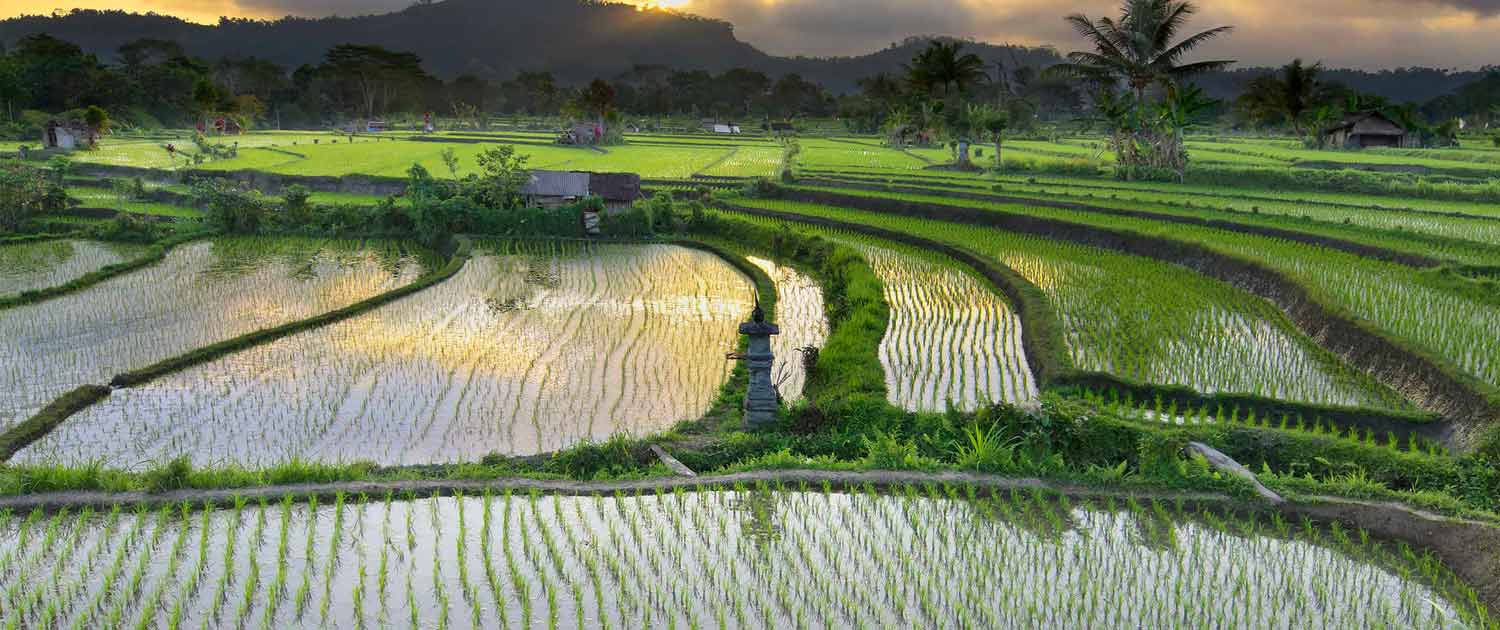 شالیزار در سرخرود