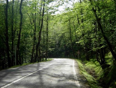 جنگل دالاخانی