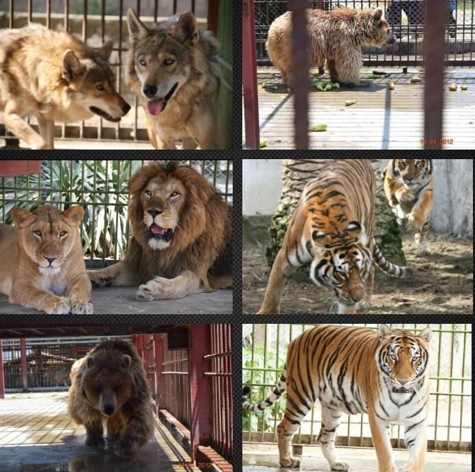 باغ وحش بابلسر