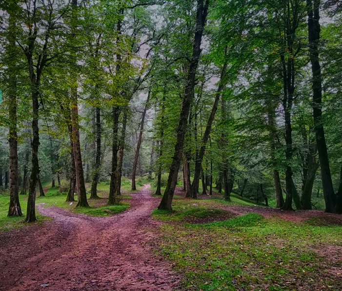 ویلا در جنگل دالخانی