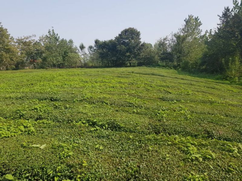 زمین در شمال