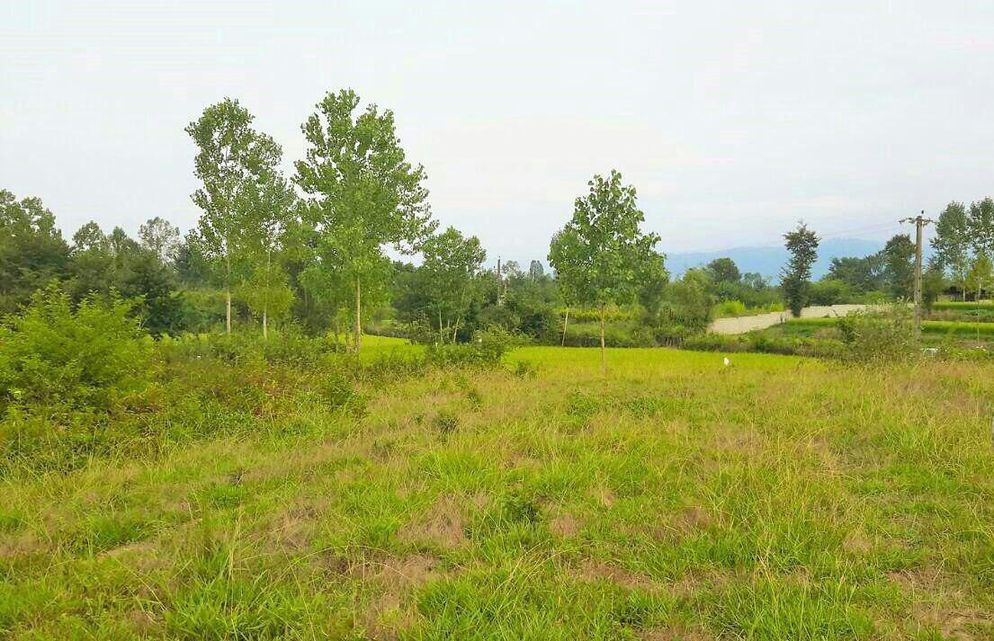 خرید زمین در شمال کشور