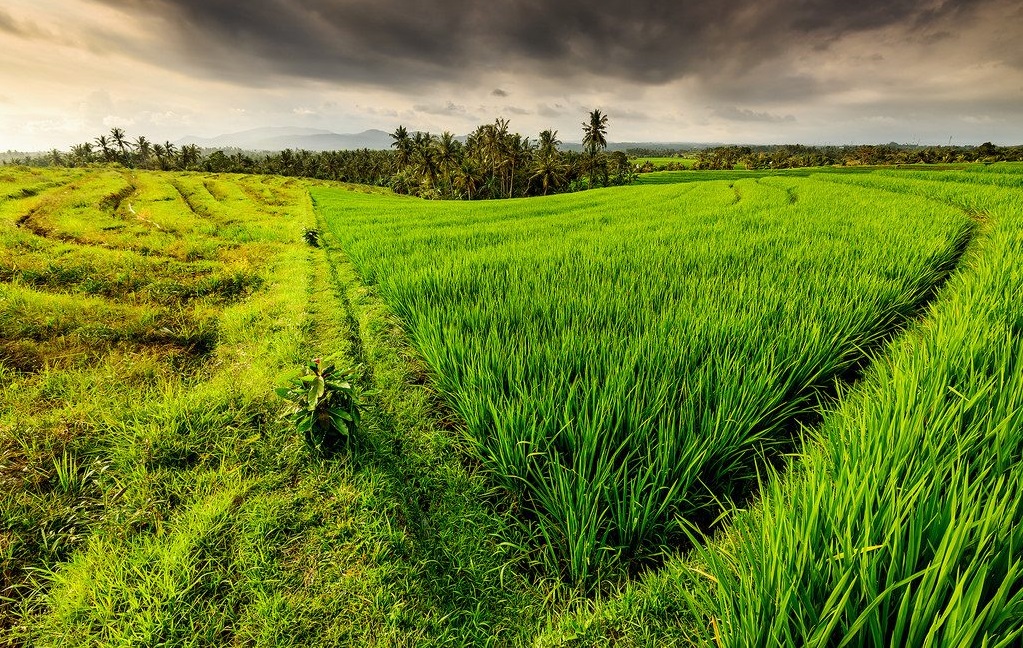 خرید زمین در شمال با املاک جهان