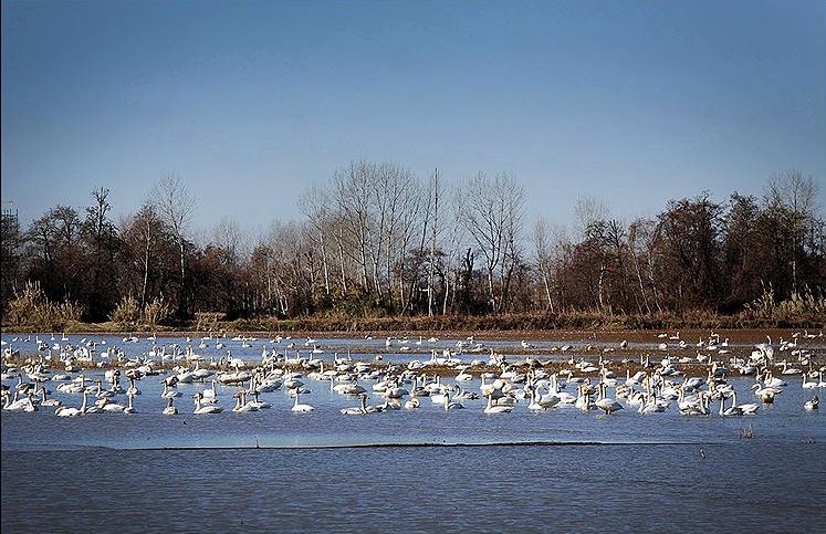 ویلا ساحلی سرخرود نزدیک تالاب سرخرود