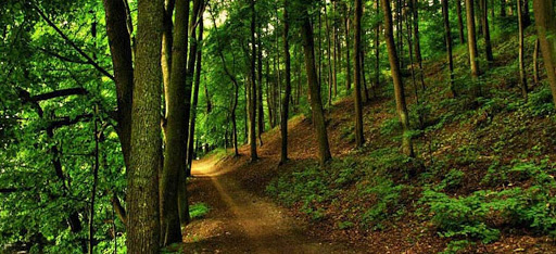 خرید زمین در شمال